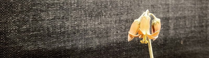 Banner image of a flower against a grey background.